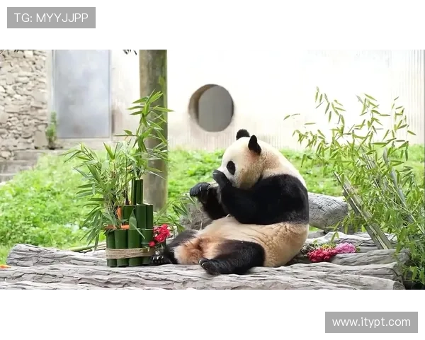 ✅体育直播🏆世界杯直播🏀NBA直播⚽- 大熊猫“福宝”出现状况异常 中国大熊猫保护研究中心回应- sports